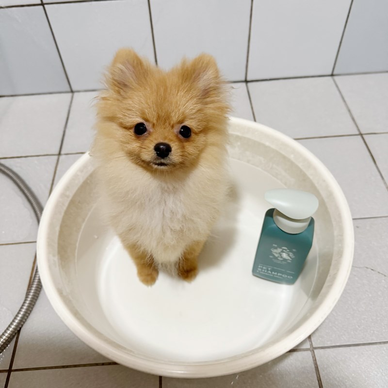 女人知己試用大隊,口碑行銷,部落客行銷,Goodmofamily歸毛家族 寵物肌膚救星組,歸毛家族 寵物肌膚救星,舒敏保濕洗毛乳,護膚噴液,精萃營養霜,博士30年生技專業,給足皮膚營養保護力,無抗生素 無類固醇,神經醯胺,19種綜合胺基酸,榮獲SNQ國家認證,上萬毛爸媽見證,3週幫助皮膚健康,NO.1寵物肌膚口碑霸主,寵物第一護膚領導品牌